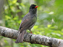 Madagascar Bulbul RWD.jpg