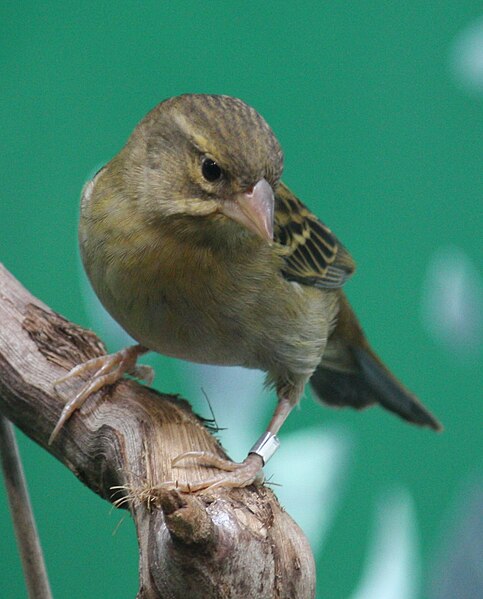 File:Madagascar Red Fody Female 099.jpg