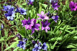 <i>Babiana stricta</i> Species of flowering plant