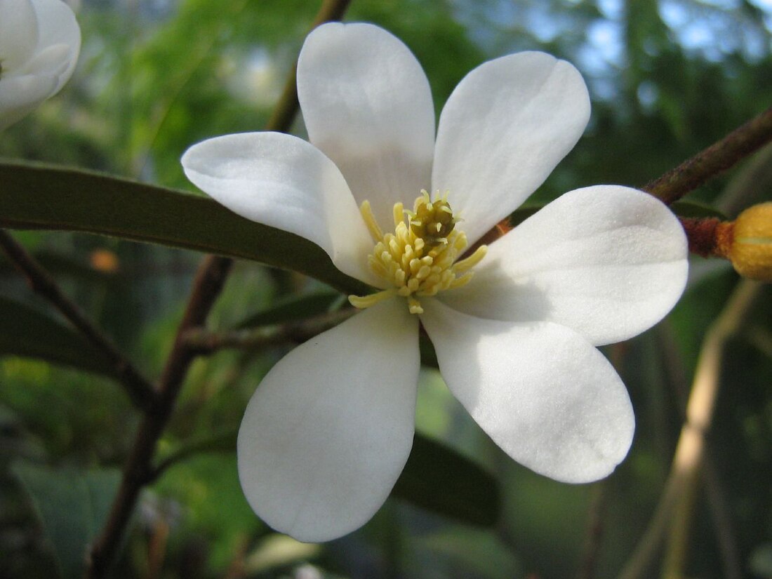 Blomsterplanter