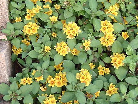 Lysimachia_congestiflora