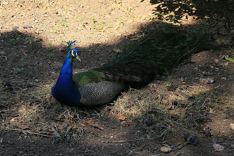 File:Malta - Attard - San Anton Gardens 84 ies.jpg