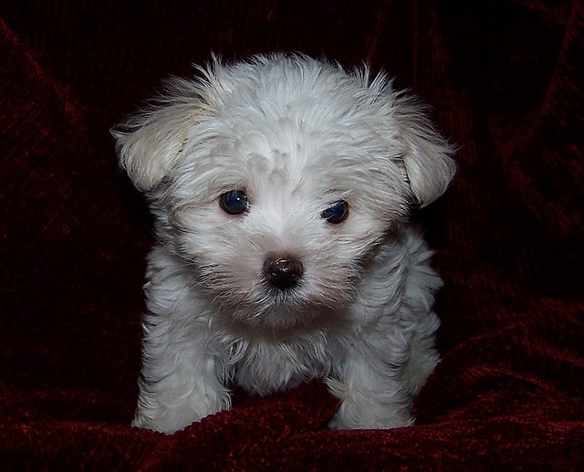 black maltese puppies teacup