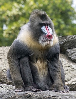 Mandrill Albert September 2015 Zoo Berlin (2).jpg