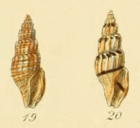 Mangelia costulata