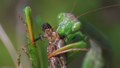 Archivo: Mantis religiosa - 720x576.ogv