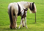 Thumbnail for File:Mare and foal - geograph.org.uk - 4250050.jpg