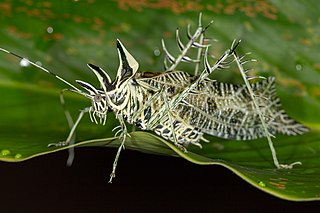 <i>Markia</i> Genus of cricket-like animals