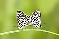 * Nomination Mating pair of Tarucus nara (Kollar, 1848) - Striped Pierrot. (by Anitava Roy) --Atudu 03:27, 14 August 2022 (UTC) * Promotion  Support Good quality. Please identify male and female --Charlesjsharp 10:22, 15 August 2022 (UTC)