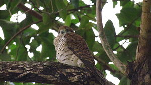 Mauricius Kestrel.jpg