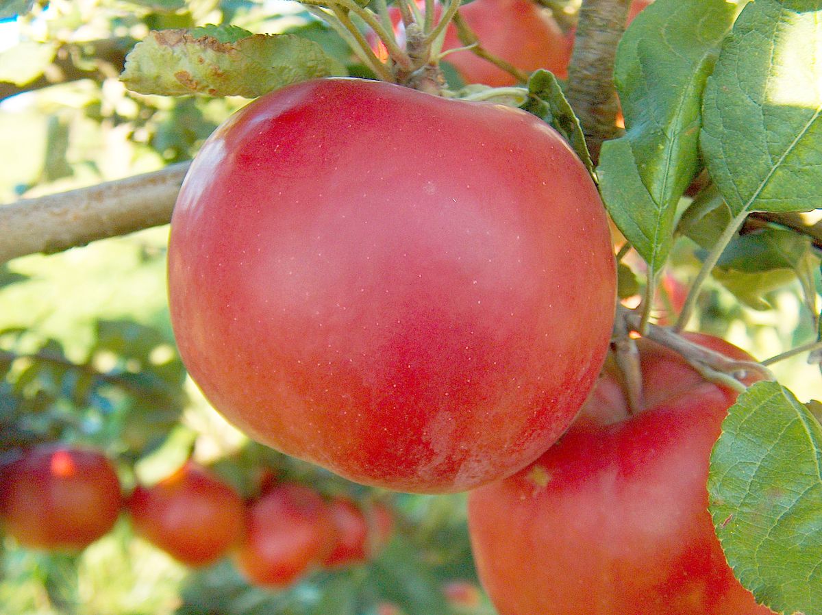 McIntosh Apples Information and Facts