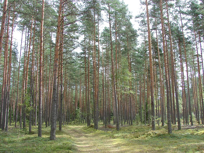 File:Meža celiņš, Tomes pagasts, Ķeguma novads, Latvia - panoramio.jpg