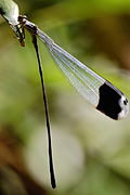 Megaloprepus caerulatus (Pseudostigmatidae).