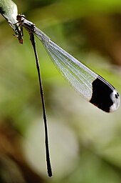 Blue-winged helicopter, Megaloprepus caerulatus, with the largest wingspan of any odonate Megaloprepus.JPG