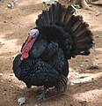 Male Wild Turkey at Coimbatore