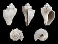 * Nomination Shell of a Pliocene gastropod, Melongena caloosahatcheensis --Llez 05:47, 13 November 2012 (UTC) * Promotion Good quality. --JLPC 13:50, 13 November 2012 (UTC)