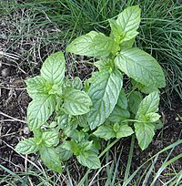 Mentha_spicata