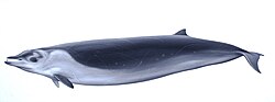 Thumbnail for Perrin's beaked whale