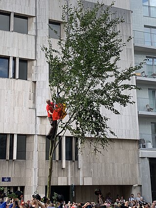 <span class="mw-page-title-main">Meyboom</span> Oldest tradition in Brussels, Belgium