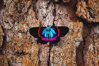 Colorful milionia fulgida moth in the tree. Photographed at Dahilayan Adventure Park in Brgy. Dahilayan, Manolo Fortich, Bukidnon. Photograph: Domzjuniorwildlife (CC BY-SA 4.0)