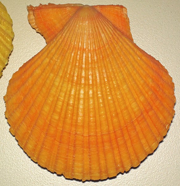 File:Mimachlamys nobilis (noble scallop) 1.jpg