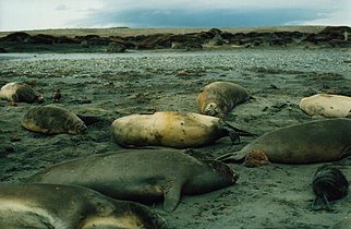 Southern Elephant seal (females) : one is giving birth