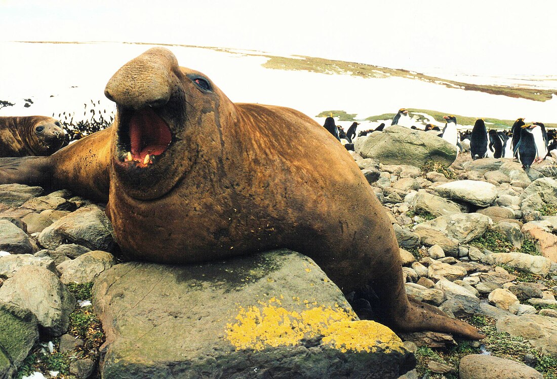 Éléphant de mer austral