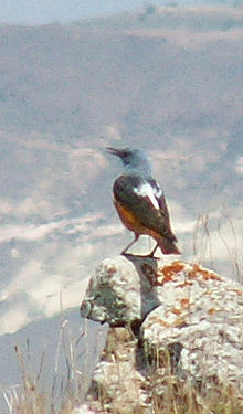 Rufous-tailed rock-thrush, a migrant most often seen in mountainous areas. Monticola saxatilis1.jpg