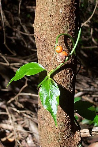 <i>Morinda jasminoides</i> Species of flowering plant