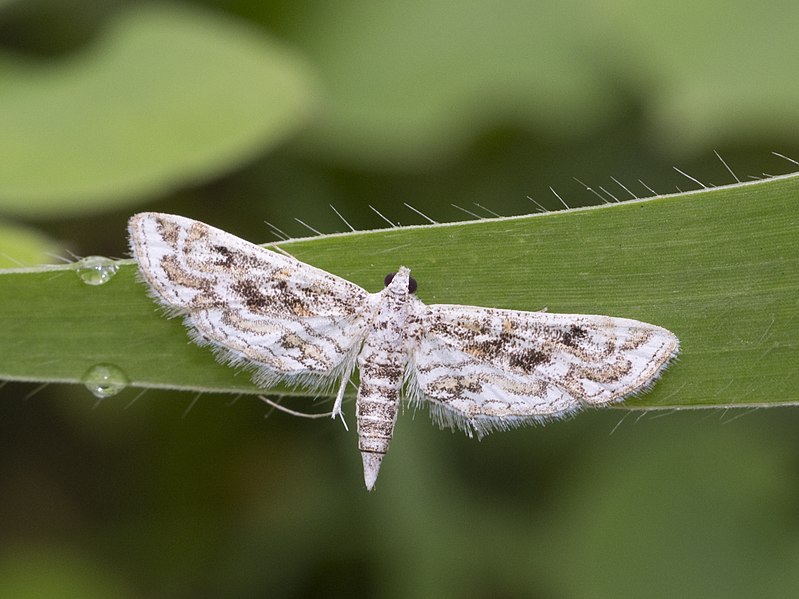 File:Moth IMG 4230.jpg