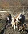 Liver chestnut and flaxen chestnut mares with palomino foal