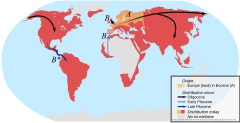 Mustelidae - Wikipedia