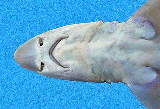 Smalleye smooth-hound species of fish