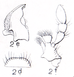 Mycetophagus quadripustulatus Reitter1.png