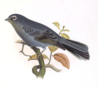 <span class="mw-page-title-main">Slate-colored solitaire</span> Species of bird