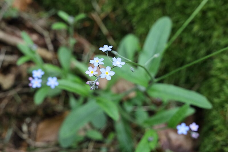 File:Myosotis sylvatica TK 2021-05-21 1.jpg