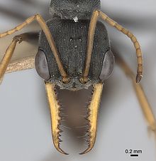 Close-up view of a specimen: These ants attack with both mandibles and stingers. Myrmecia pilosula specimen mandibles.jpg