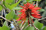 Miniatura para Erythrina coralloides