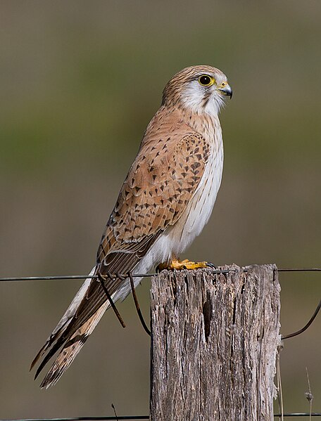 File:Nankeen Kestrel (Falco cenchroides) (15146216472) (cropped).jpg