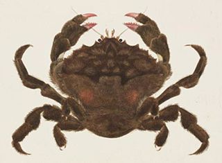 <i>Lauridromia</i> Genus of crabs