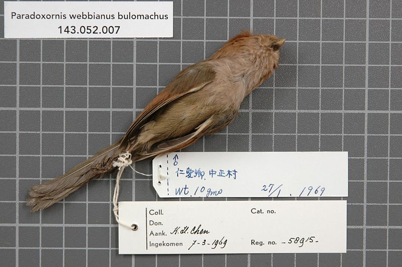 File:Naturalis Biodiversity Center - RMNH.AVES.58915 2- - Paradoxornis webbianus bulomachus (Swinhoe, 1866) - Timaliidae - bird skin specimen.jpeg