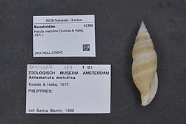 Metula metulina