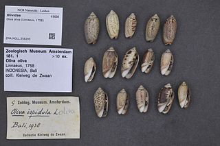 <i>Oliva oliva</i> Species of gastropod