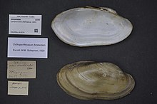 Centrum biologické rozmanitosti Naturalis - ZMA.MOLL.419274 1 - Lampsilis teres (Rafinesque, 1820) - Unionidae - měkkýši shell.jpeg