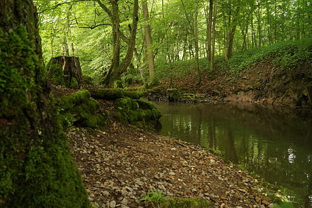 Naturschutzgebiet Häslachwald 02