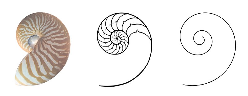 File:Nautilus Section cut Logarithmic spiral.jpg