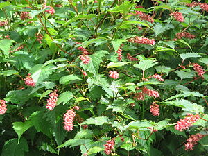 Neillia thibetica01.jpg