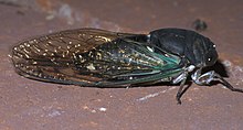 Neotibicen Lyricen Lyricen P1450716a.jpg