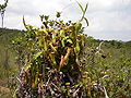 Nepenthes gracilis mass.jpg