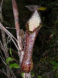 Nepenthes hamata17.jpg